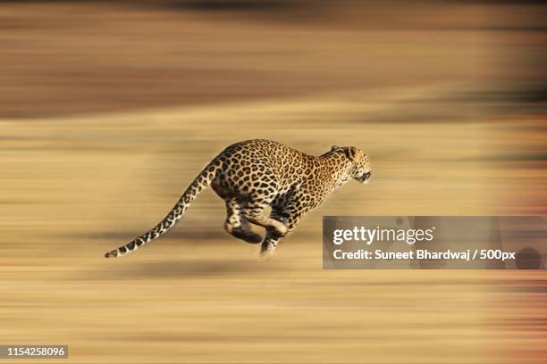 leopard running for life - panthère photos et images de collection