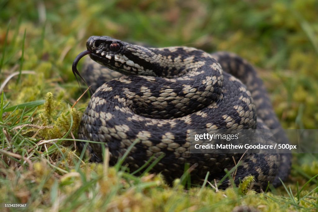 Adder 'vipera Berus' Flicking Tongue
