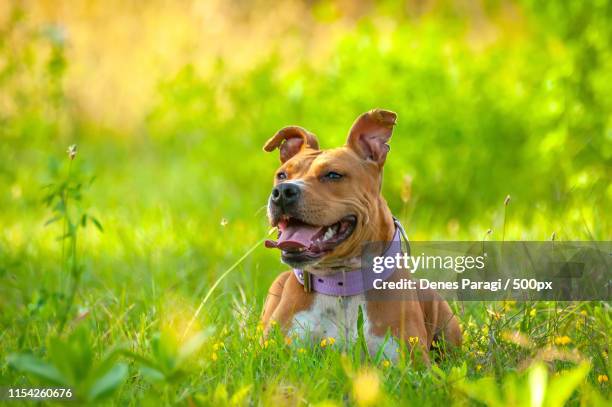 american staffordshire terrier sitting on the grass - stafford terrier stock pictures, royalty-free photos & images