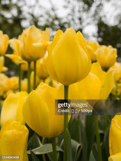 yellow blooming tulips - 林 fotografías e imágenes de stock