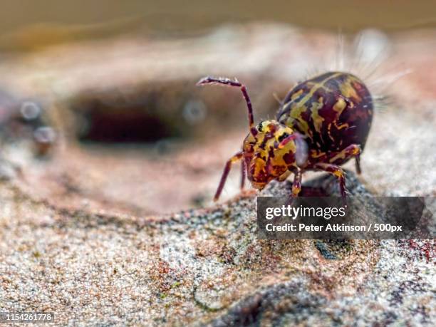 over the top - collembola stock pictures, royalty-free photos & images
