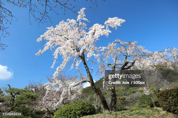 cherry blossom - 高松市 ストックフォトと画像