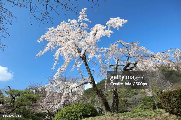 cherry blossom - takamatsu bildbanksfoton och bilder