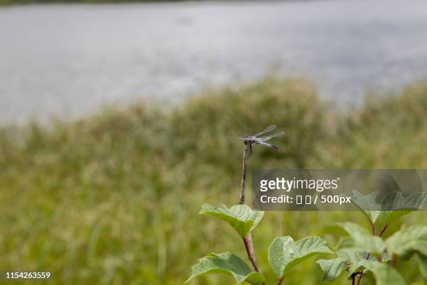 close-up of dragonfly - 海 stock pictures, royalty-free photos & images
