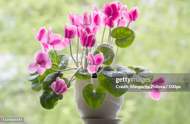 blooming cyclamen in a pot - alpenveilchen stock-fotos und bilder