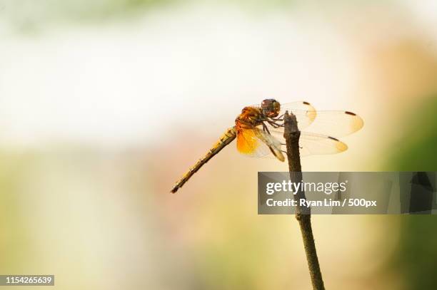 still - amerikanische-bundesstaatsgrenze stock-fotos und bilder