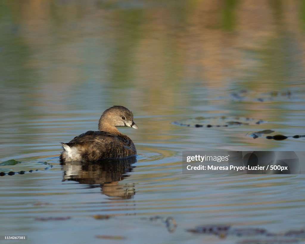 Pied-Billed Grebe Reflections