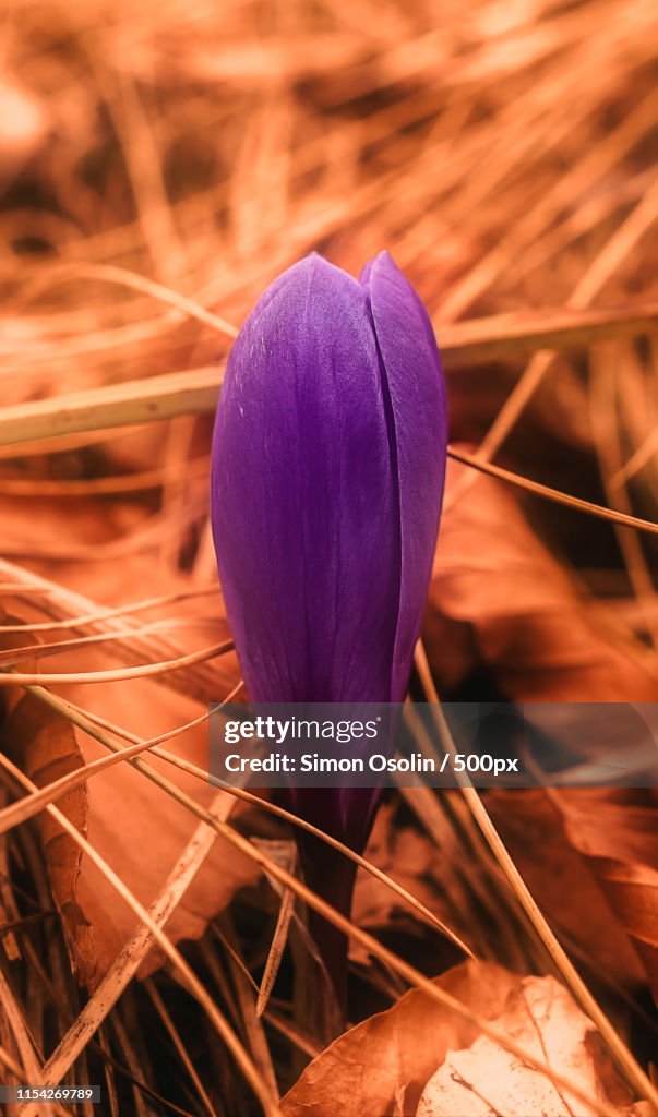 Crocus