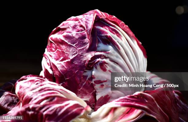 italian chicory - radicchio ストックフォトと画像