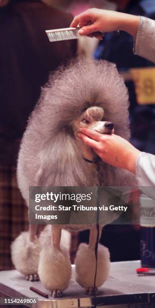 Rachael, the minature poodle got the finishing touches from owner Megan Fletcher of Farmington MN. Before judging at the Minnesota January...