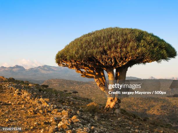 dragon tree, endemic plant of socotra island yemen - draco the dragon constellation stock pictures, royalty-free photos & images