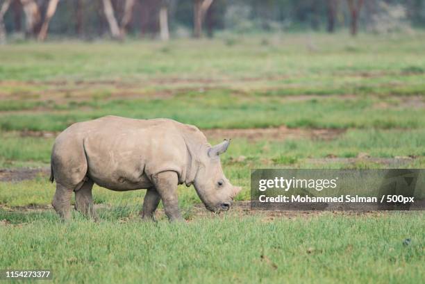 southern white rhino calf - sydlig vit noshörning bildbanksfoton och bilder