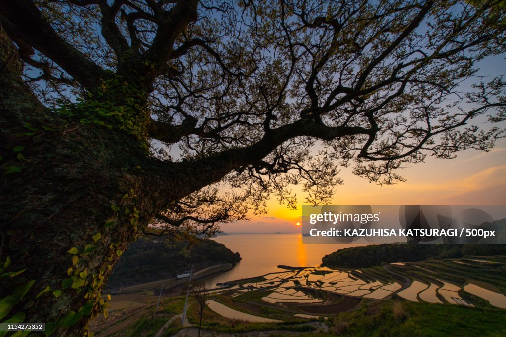Rice Field Terraces In Japan