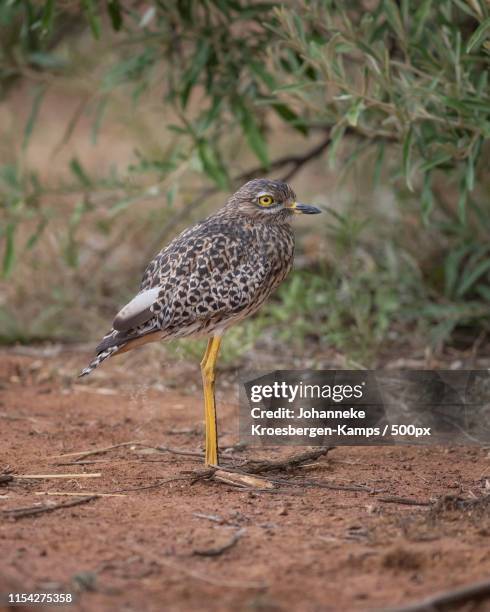 spotted thick-knee - spotted thick knee stock pictures, royalty-free photos & images