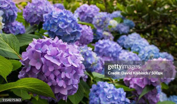beauty - hortensia stockfoto's en -beelden