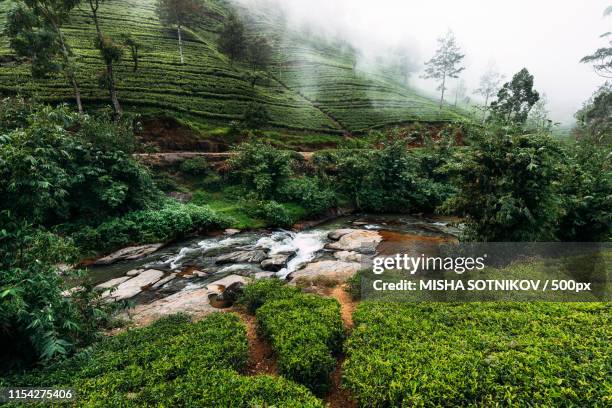 mountain river among tea plantations - green tea plantation leaves stock-fotos und bilder