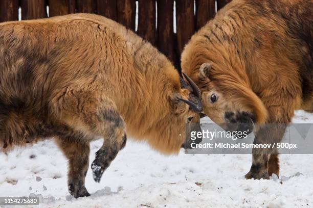 yellow hairy bulls, sichuan takin butt against a snowy , the bat - takin stock pictures, royalty-free photos & images