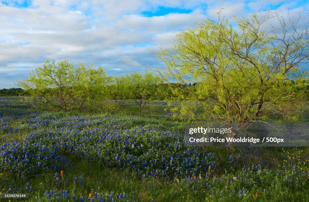 Texas Bluebonnets