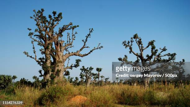 baobab forest, senegal - senegal landscape stock pictures, royalty-free photos & images