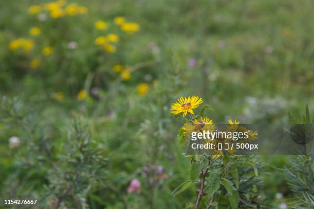 close-up of wildflowers - 海 stock pictures, royalty-free photos & images