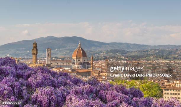 wisteria hysteria - florenz italien stock-fotos und bilder