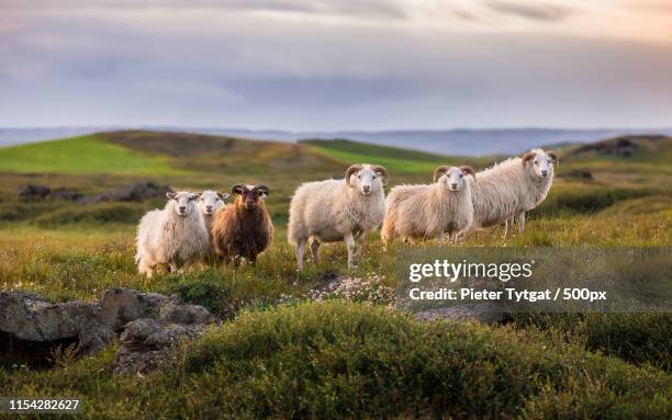 iceland - akureyri iceland stockfoto's en -beelden