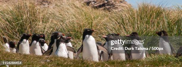 rockhopper penguins on westpoint island - rockhopper penguin stock pictures, royalty-free photos & images