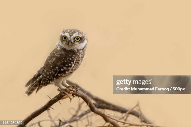 spotted owl - spotted owl stock pictures, royalty-free photos & images