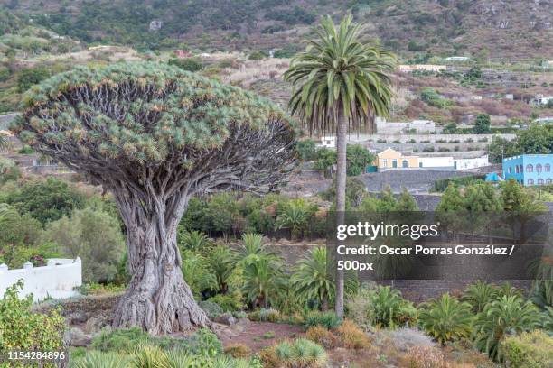 famous drago tree - icod, tenerife, canary islands - draco the dragon constellation stock pictures, royalty-free photos & images