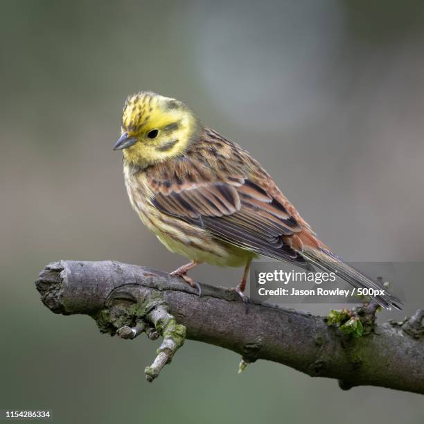 Yellow Hun 888 Yellowhammer Bird Stock Photos, High-Res Pictures, and Images ...