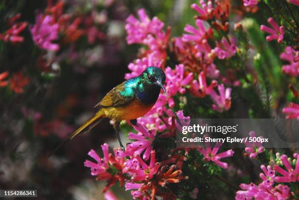 africa- a beautifully colourful sunbird feeding on erica blooms - fynbos 個照片及圖片檔