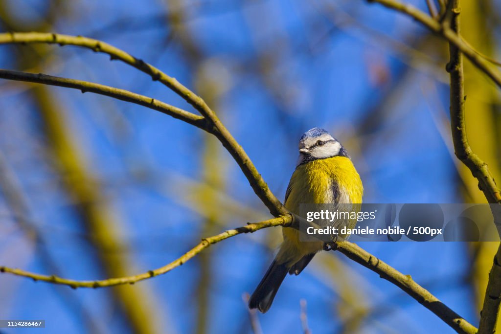 Eurasian blue tit (Cyanistes caeruleus) perching on branch