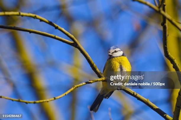 eurasian blue tit (cyanistes caeruleus) perching on branch - vattenfågel bildbanksfoton och bilder