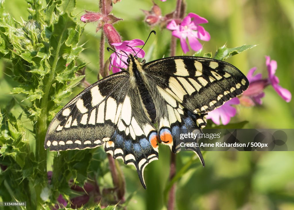 Swallowtail Butterfly