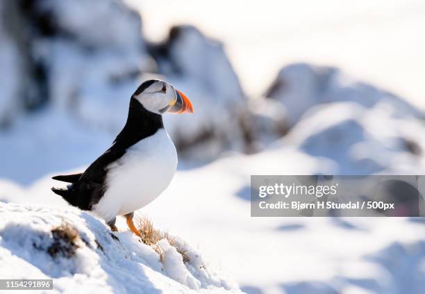 close-up of atlantic puffin - stuedal stock pictures, royalty-free photos & images