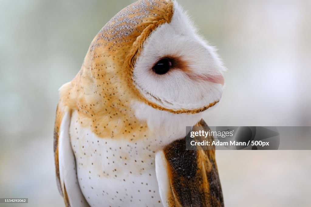 Barn Owl