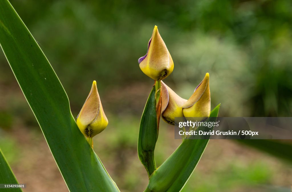 Close-up of flowers in bloom