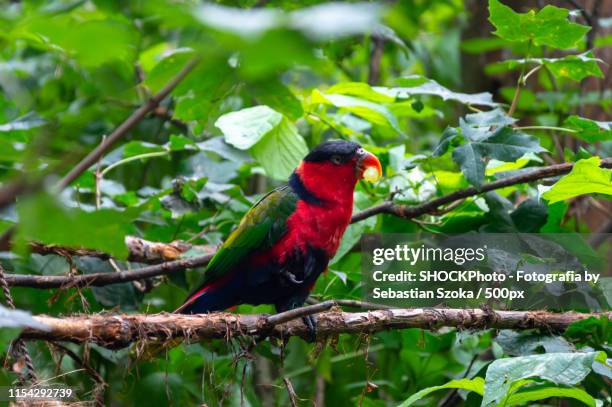 lady of the blue abdomen - ostrava stock pictures, royalty-free photos & images