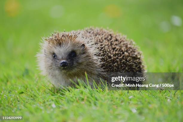 hedgehog - igel stock-fotos und bilder