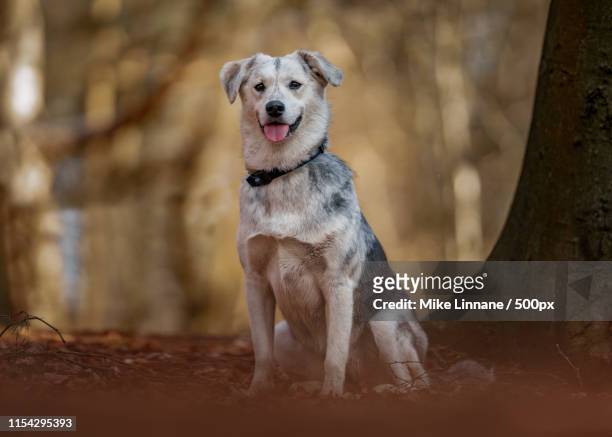 mixed breed dog portrait - collar stock pictures, royalty-free photos & images