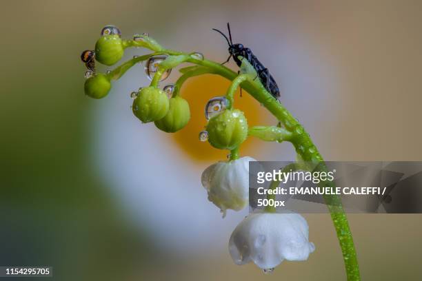 two insect with the drops - mughetto stockfoto's en -beelden