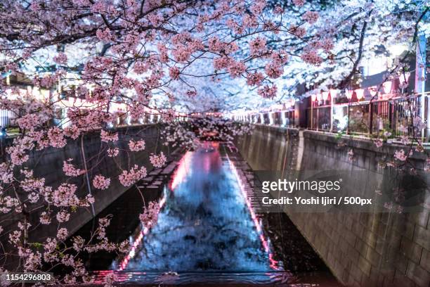 sakura pradise - 花見 ストックフォトと画像
