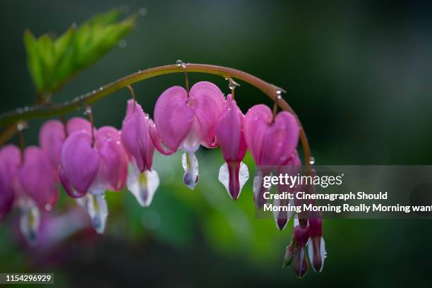 floral photo - cinemagraph stock pictures, royalty-free photos & images