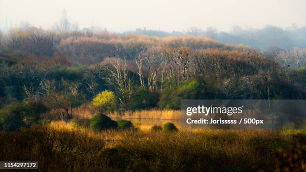 the fen - peace palace the hague stock pictures, royalty-free photos & images