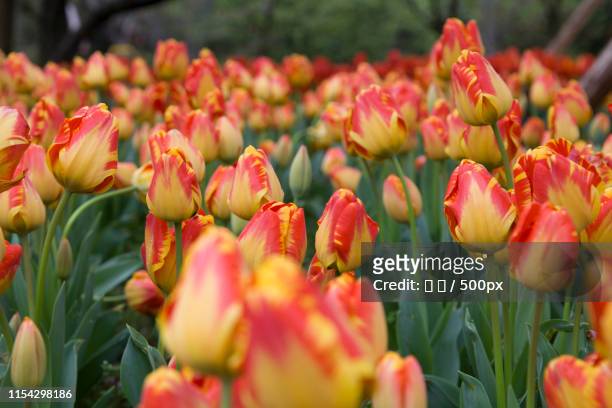 red and yellow tulips in bloom - 海 stock pictures, royalty-free photos & images