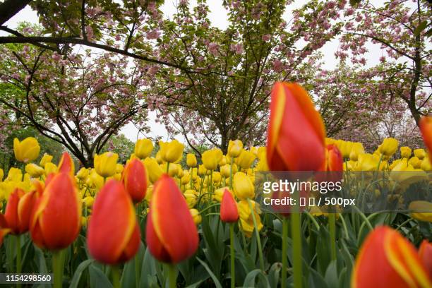 red and yellow tulips in bloom - 海 stock pictures, royalty-free photos & images