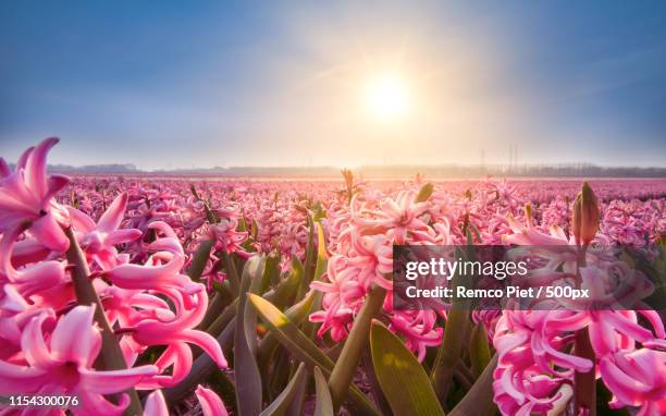 dutch flower fields - haarlemmermeer stock pictures, royalty-free photos & images