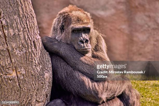 thoughtful( gorilla gorilla) - ubud monkey forest stock pictures, royalty-free photos & images