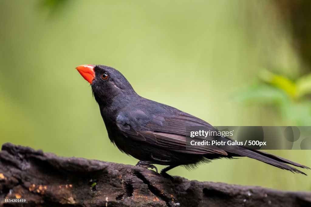 Black-Throated Grosbeak