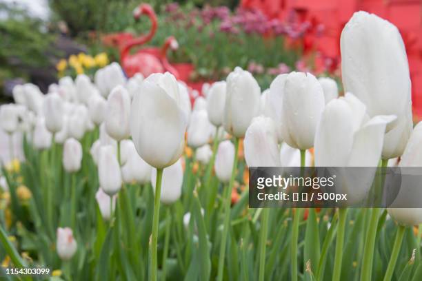 white blooming tulips - 海 stock pictures, royalty-free photos & images